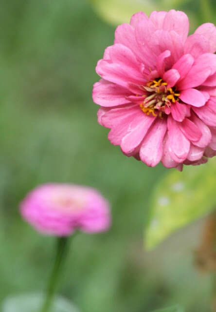 This pink zinnia is one of the August blooms