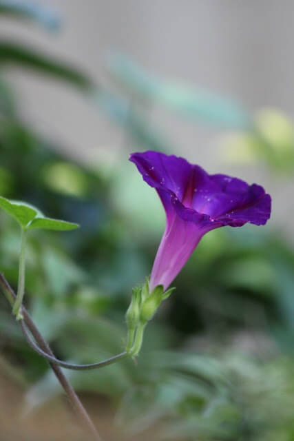 Morning glories bloom when August arrives. So they are one of the August blooms.