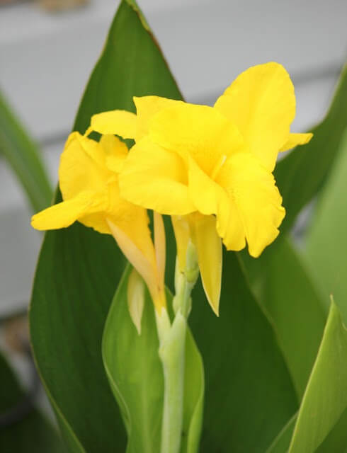 Now the yellow canna flower is one of the August blooms.