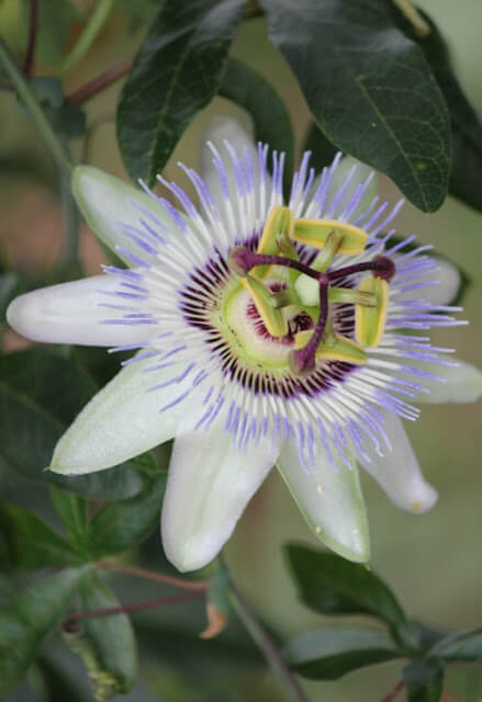 Passion flower is one of the August blooms