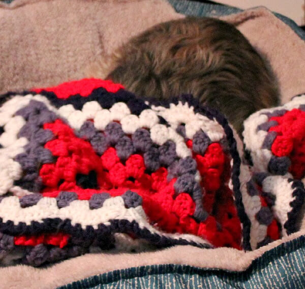 Charlie with his head under a soft afghan and his butt sticking out.