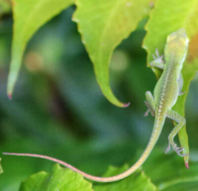 I left my heart there among the tiny green lizards my dogs barked at.