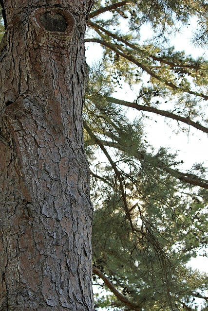 Where I left my heart, there among the pine trees of East Texas.