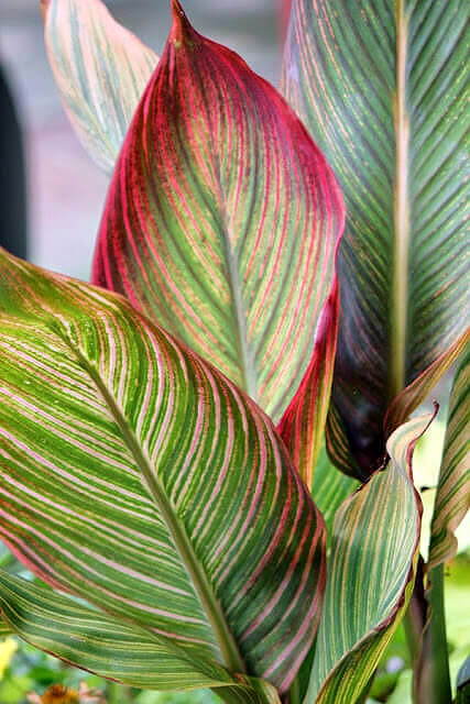 Variegated canna lily in my garden.