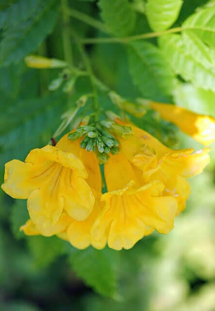 A yellow angel trumpet flower that hangs down.