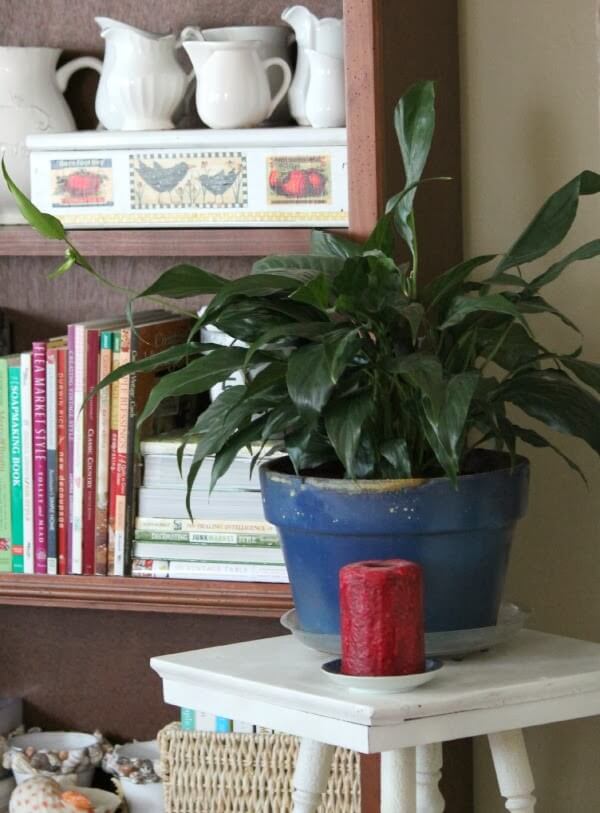 This plant, which can take low light, is part of my house plant love.