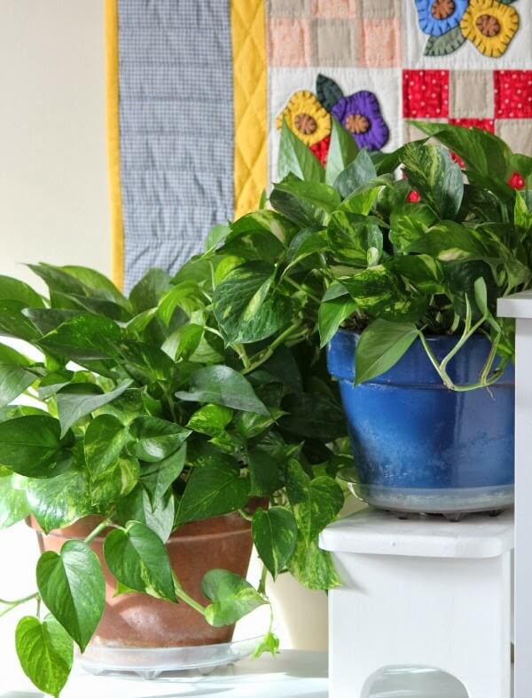 These pothos plants are part of my house plant love.