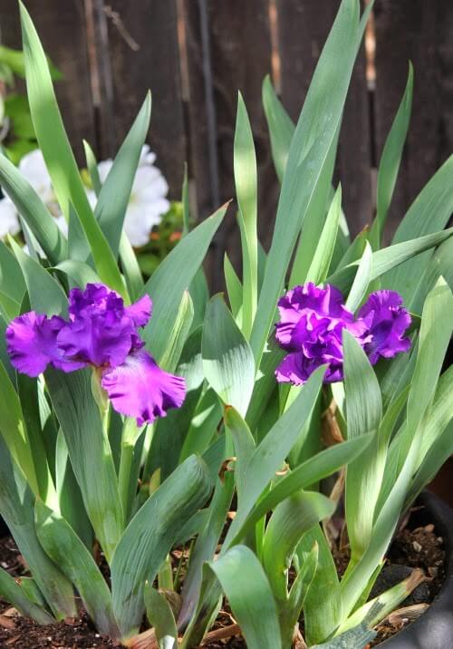In creating an outdoor focal point, I chose a container of purple irises.