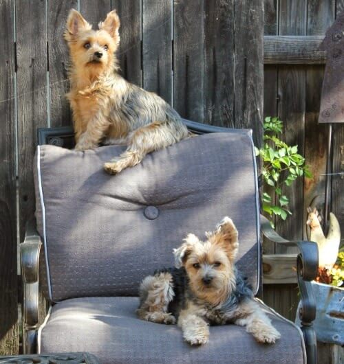 Charlie sitting on the back of a patio chair with Abi on the cushion.