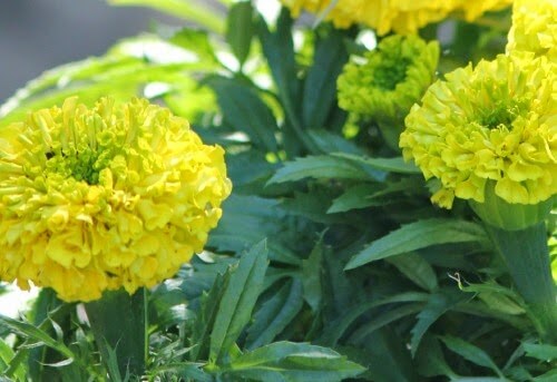I planted these yellow marigolds to help keep insects away from the patio