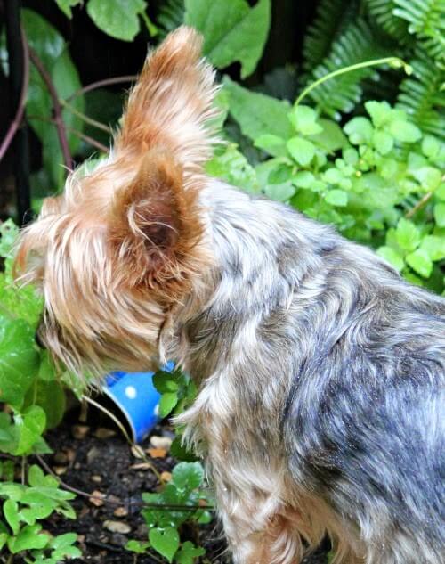 My dog Charlie in the garden sniffing the plants