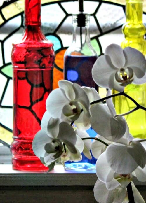 orchid in window