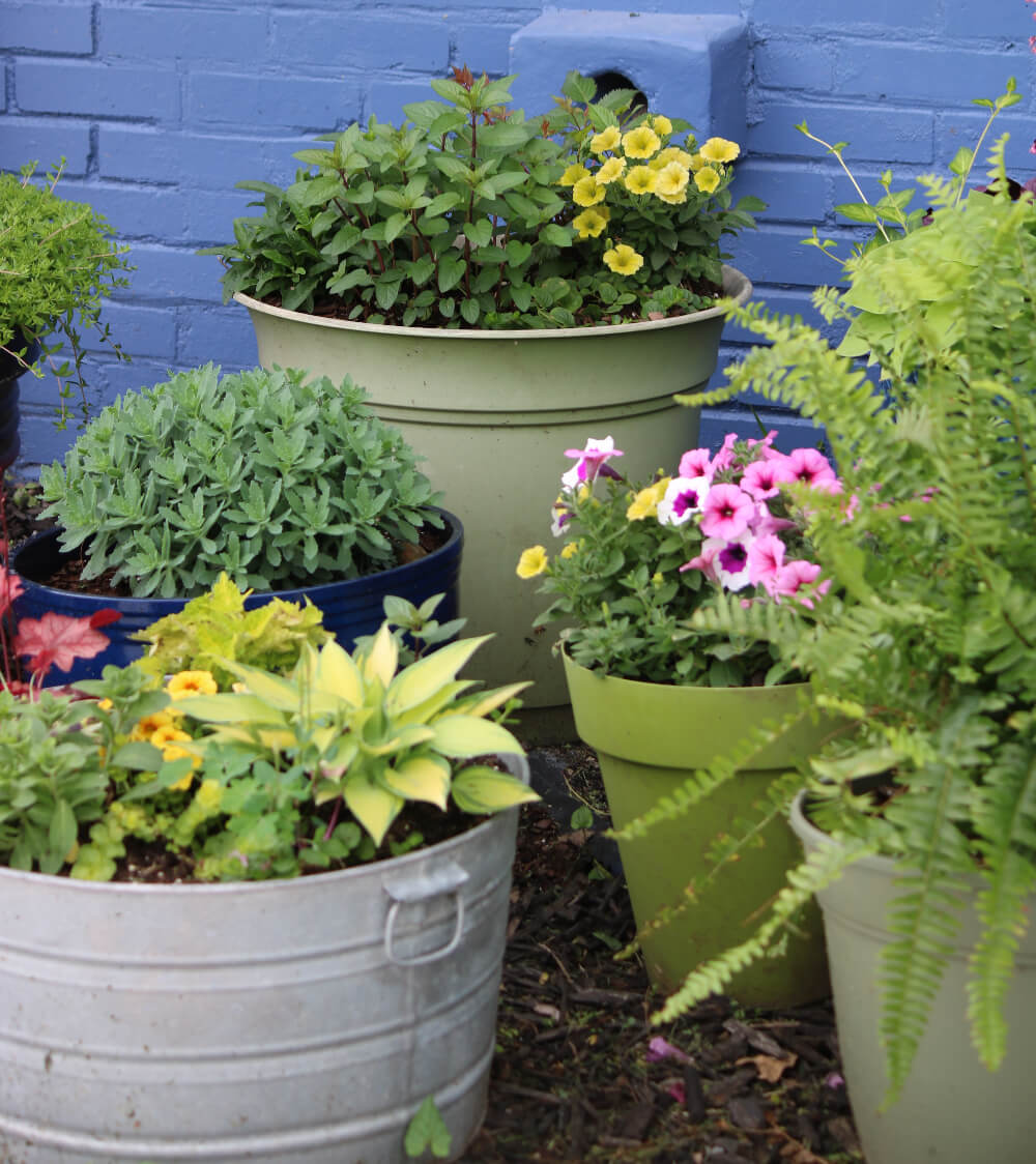 Here are many different plants, both annuals and perennials, gathered together.