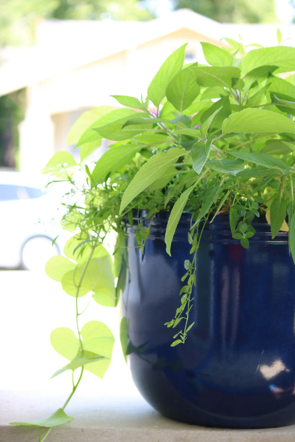 You can garden on a patio or balcony in containers like this one.