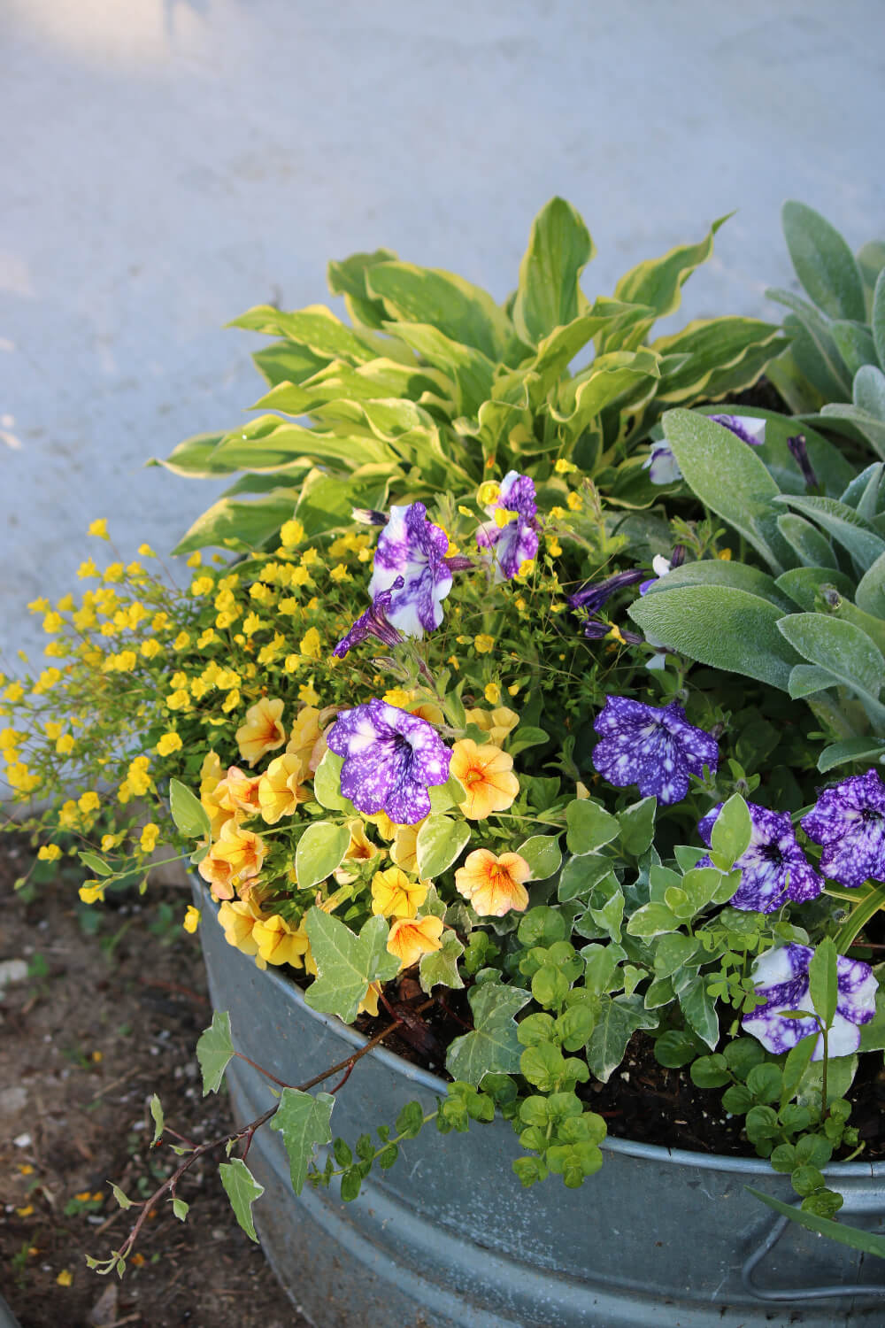 You can garden on a patio or balcony with mixed plantings like this. I have herbs and flowers and a few perennials in the same pot!
