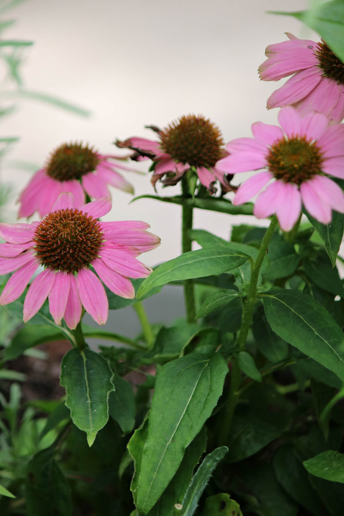 Pink coneflowers in a pot.