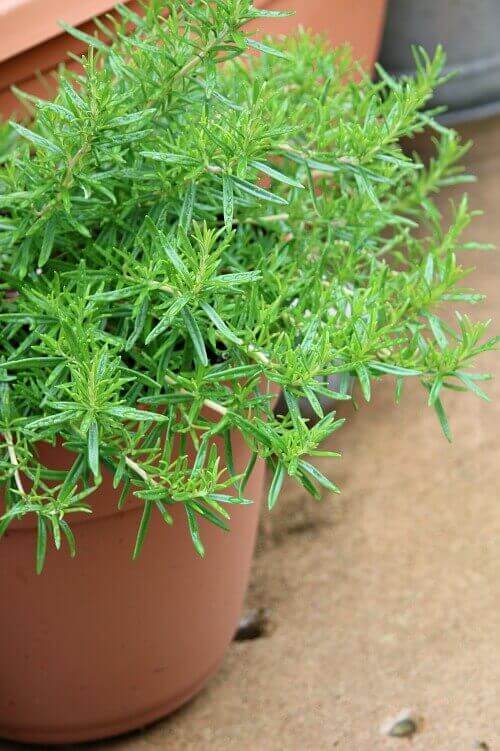 You can grow rosemary, like this pot, or other herbs to use in your cooking or crafts.