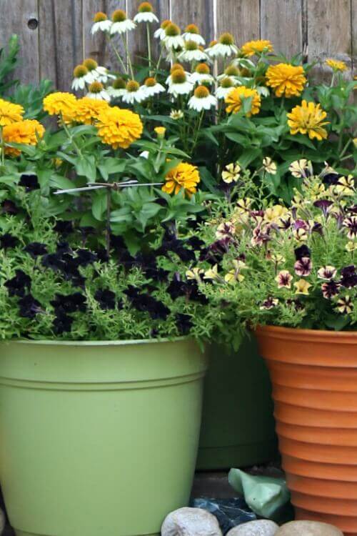 Potted flowers: marigolds, petunias, and coneflowers lights up any space.