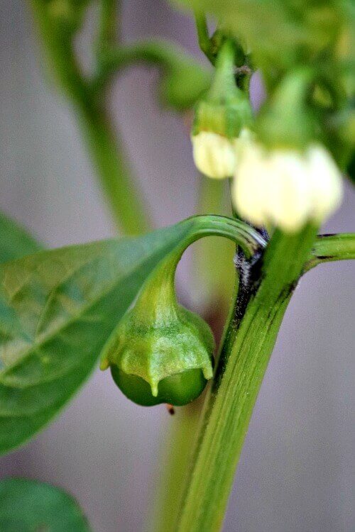 Peppers just shaping on your pepper plant.