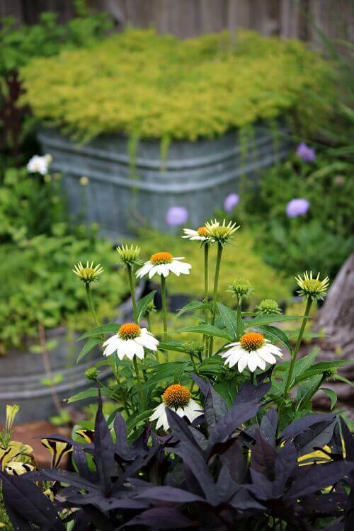 Don't just plant in one layer. Elevate some plants to create a more pleasing effect.