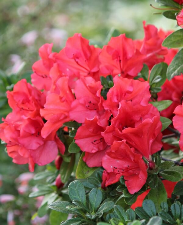 The cropped version of the azaleas