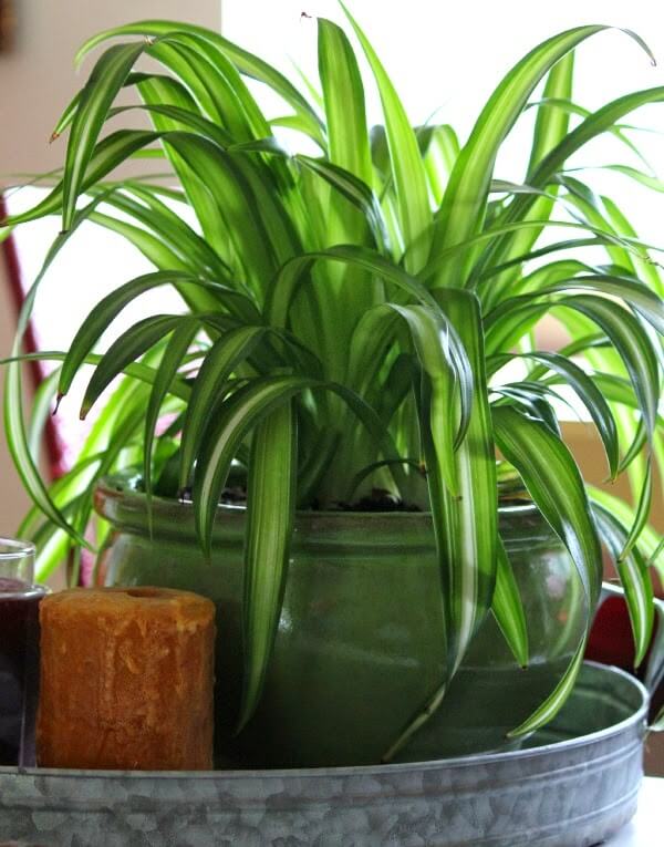 What To Do Before You Bring House Plants In For Winter