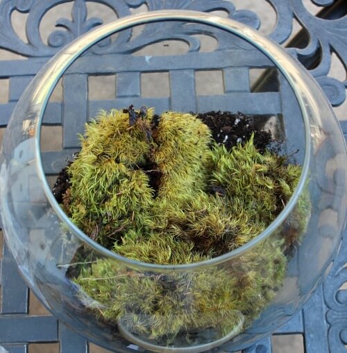 In Assembling A Terrarium In A Jar, add the soaked moss to the glass terrarium