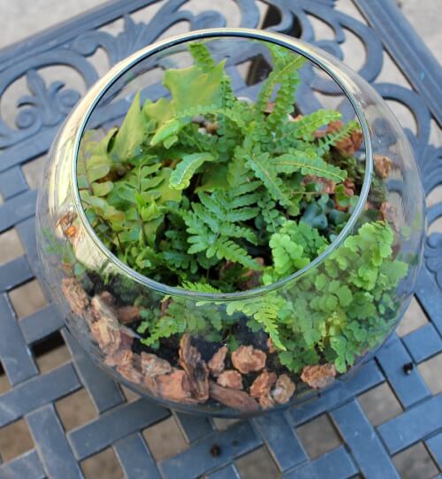 In Assembling A Terrarium In A Jar, add plants to the glass container