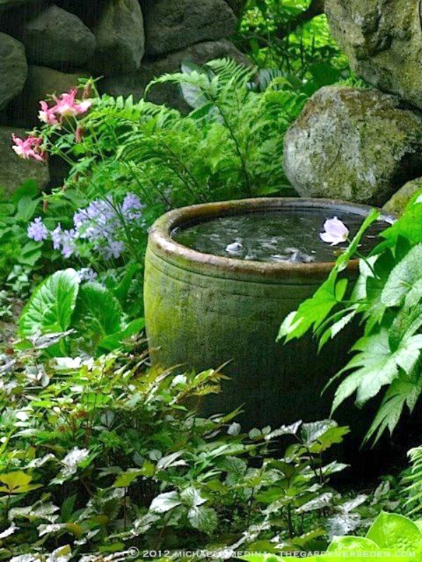 Fundamentals Of Water Gardening