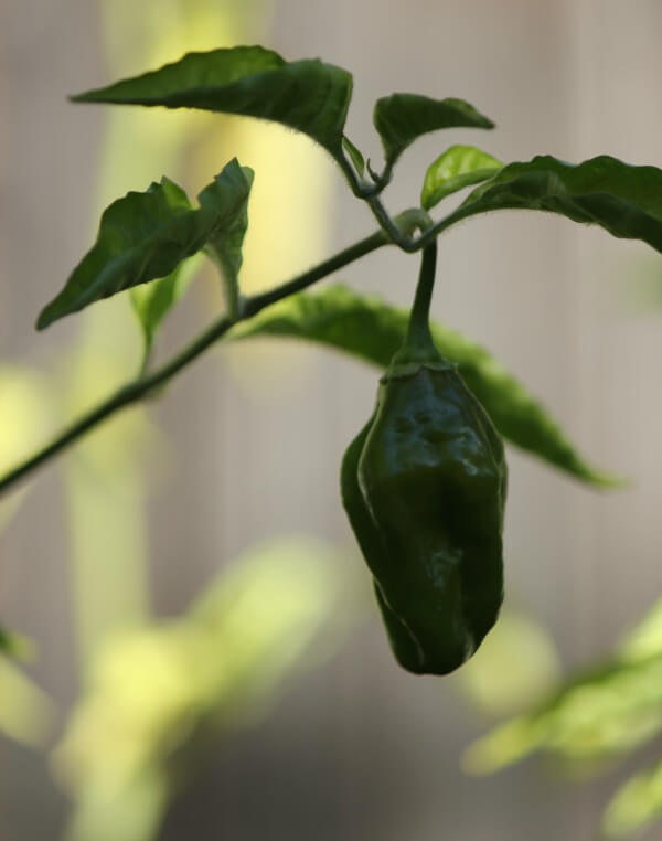 In Pupsters, Peppers & Pot Roast, my green peppers are getting ripe