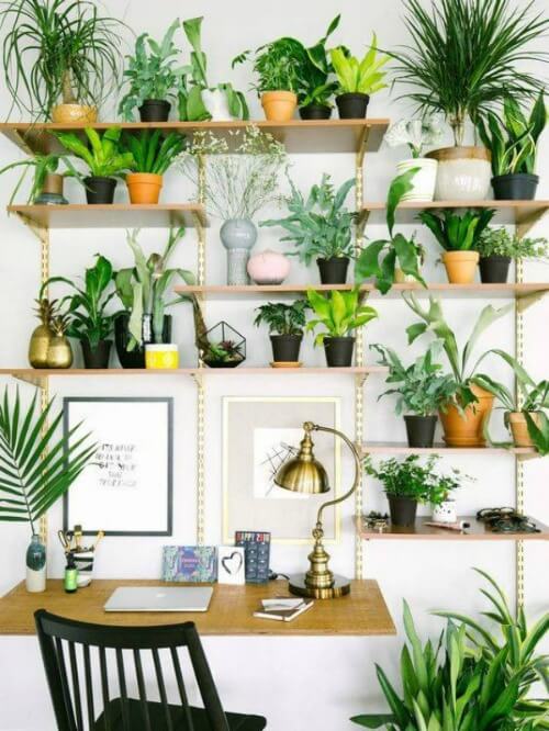 Small Space House Plant Display Ideas