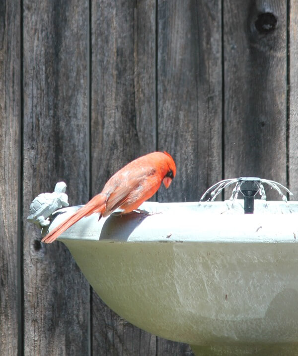 Nature In Motion: A Cardinal Takes A Bath
