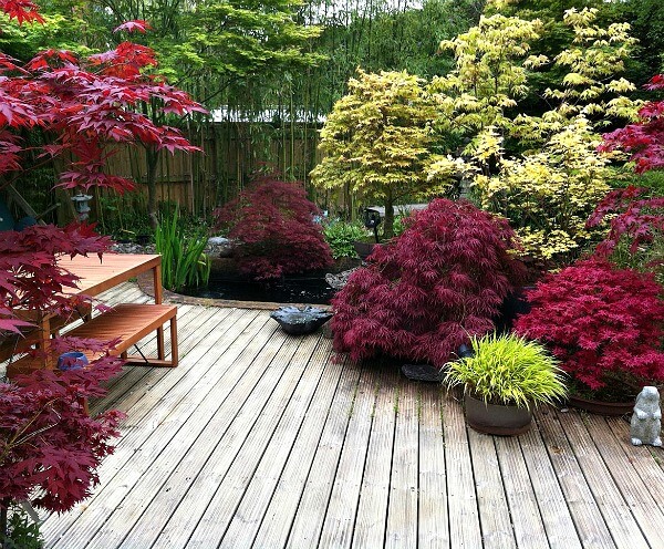 Growing Japanese Maples In Containers, Japanese Maple Container Garden