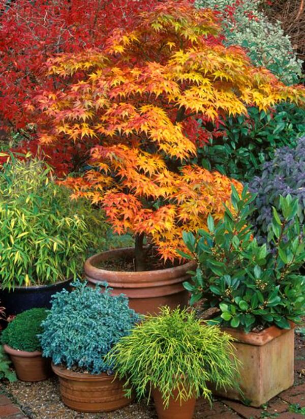 Japanese Maple In Pot 59 Off, Japanese Maple Container Garden