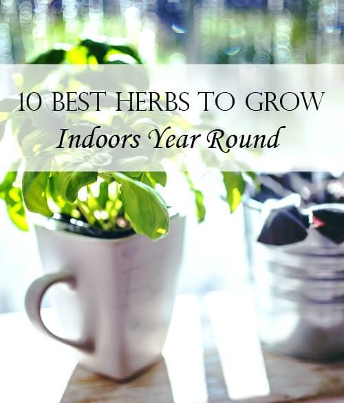 10 Best Herbs To Grow Indoors Year Round