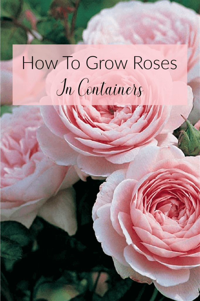 How To Grow Roses In Containers · COZY LITTLE HOUSE