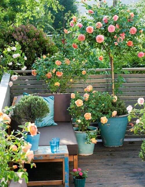 patio roses