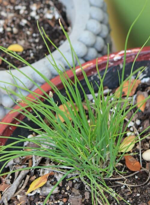 chives in pot plant