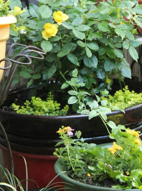 container gardens