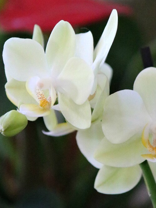 In growing healthy orchids, there is a variety of ways to keep your plants healthy