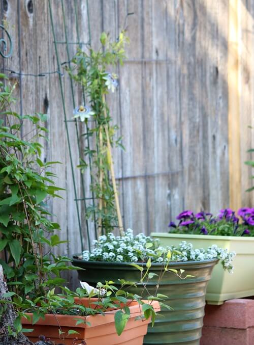 container plants