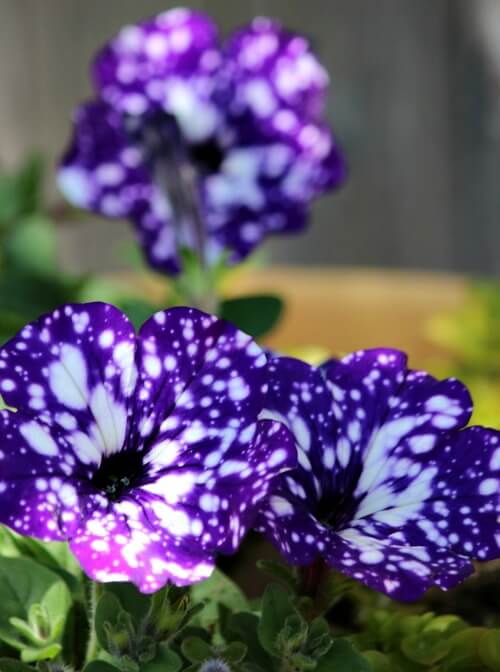 Using Shades Of Purple In The Garden