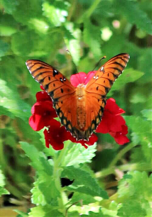 Create a bee and butterfly water source to get these beauties into your yard.
