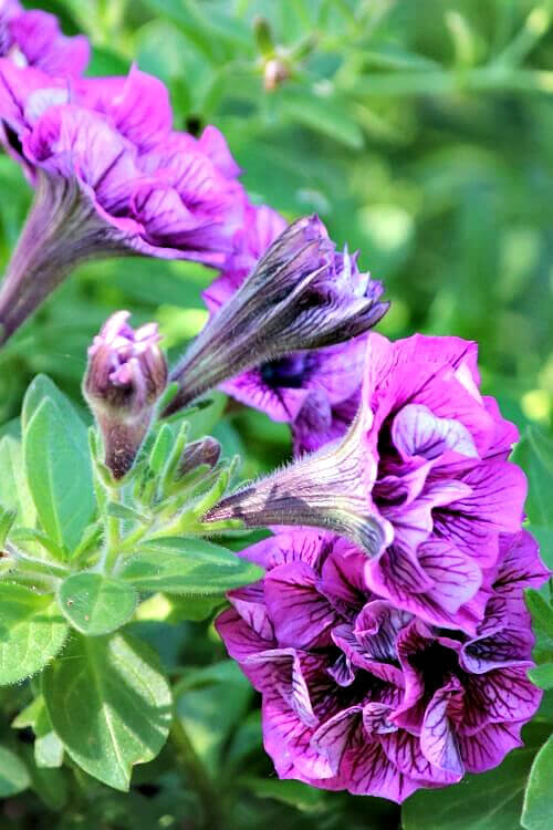 Purple is one of the colors bees and butterflies love.