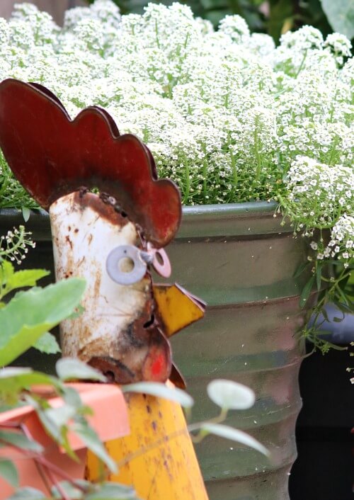 Rusty Rooster, Flowers & What I’m Reading