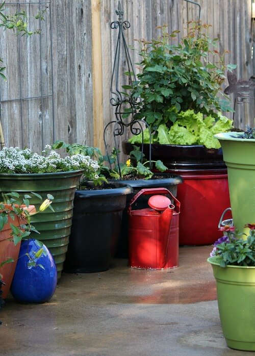 container plants