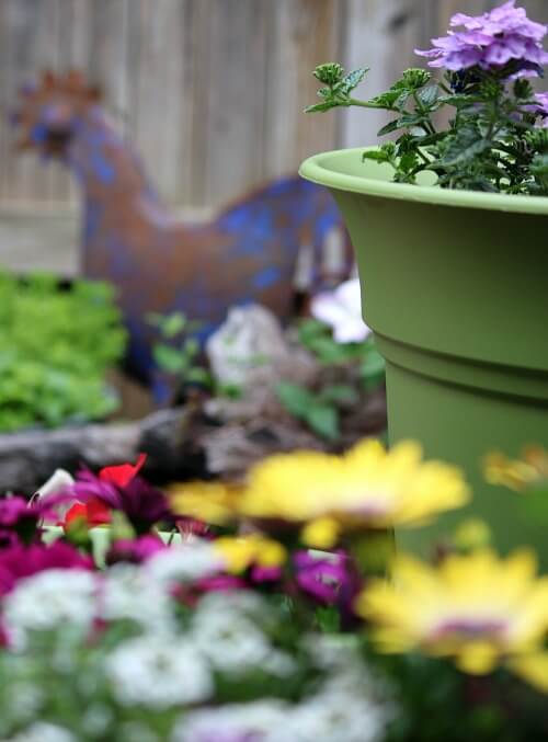 My patio container garden and an old rusty metal rooster in the background.