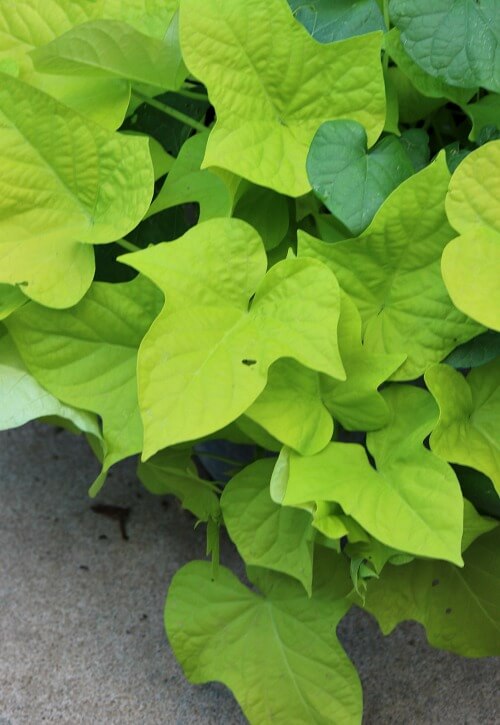 green sweet potato vine