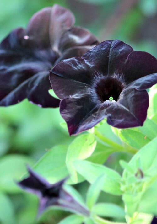black petunias