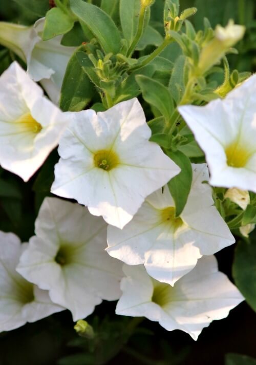 white petunias